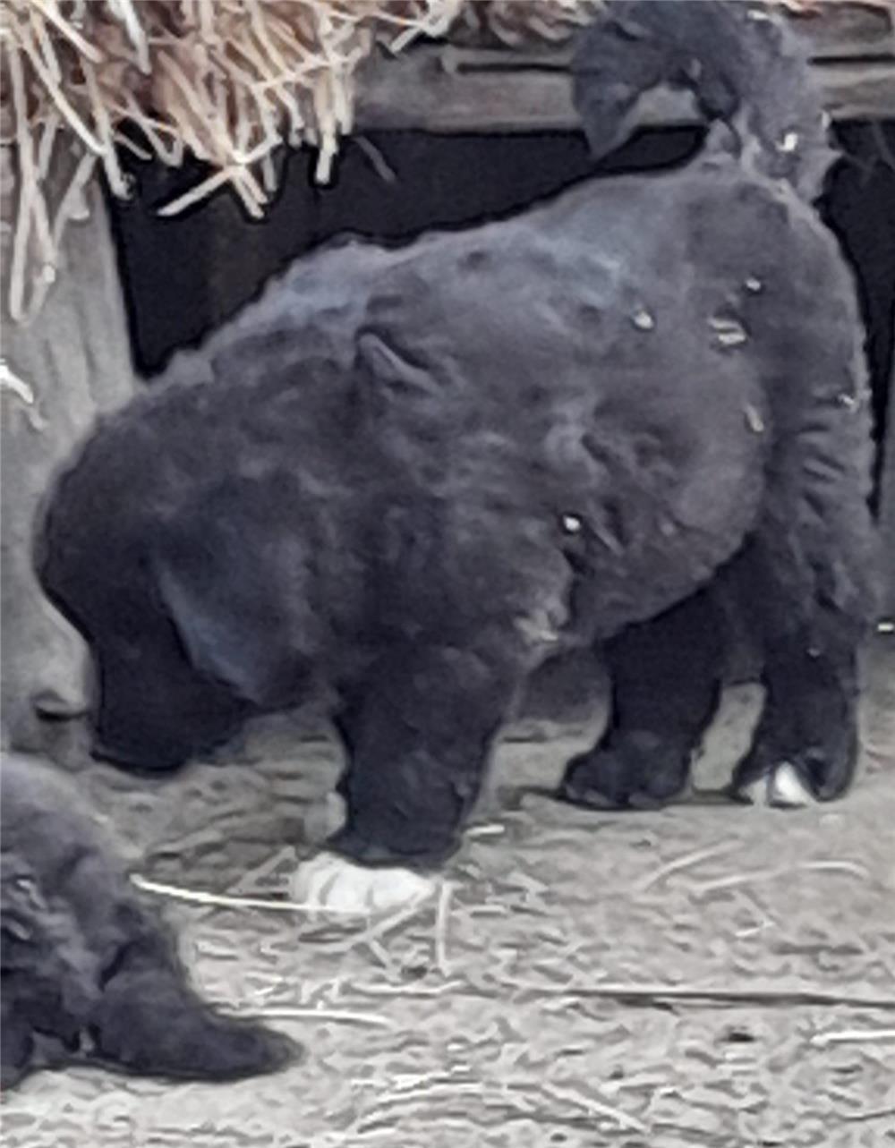 Caini ciobanesti corbi