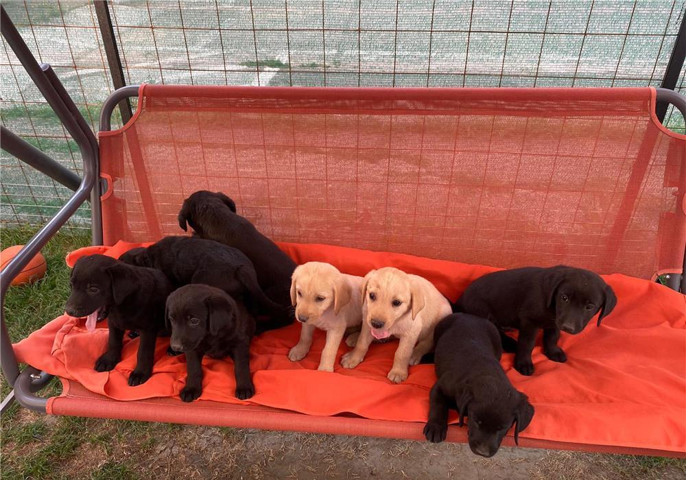 Câini Labrador fetite si baieti