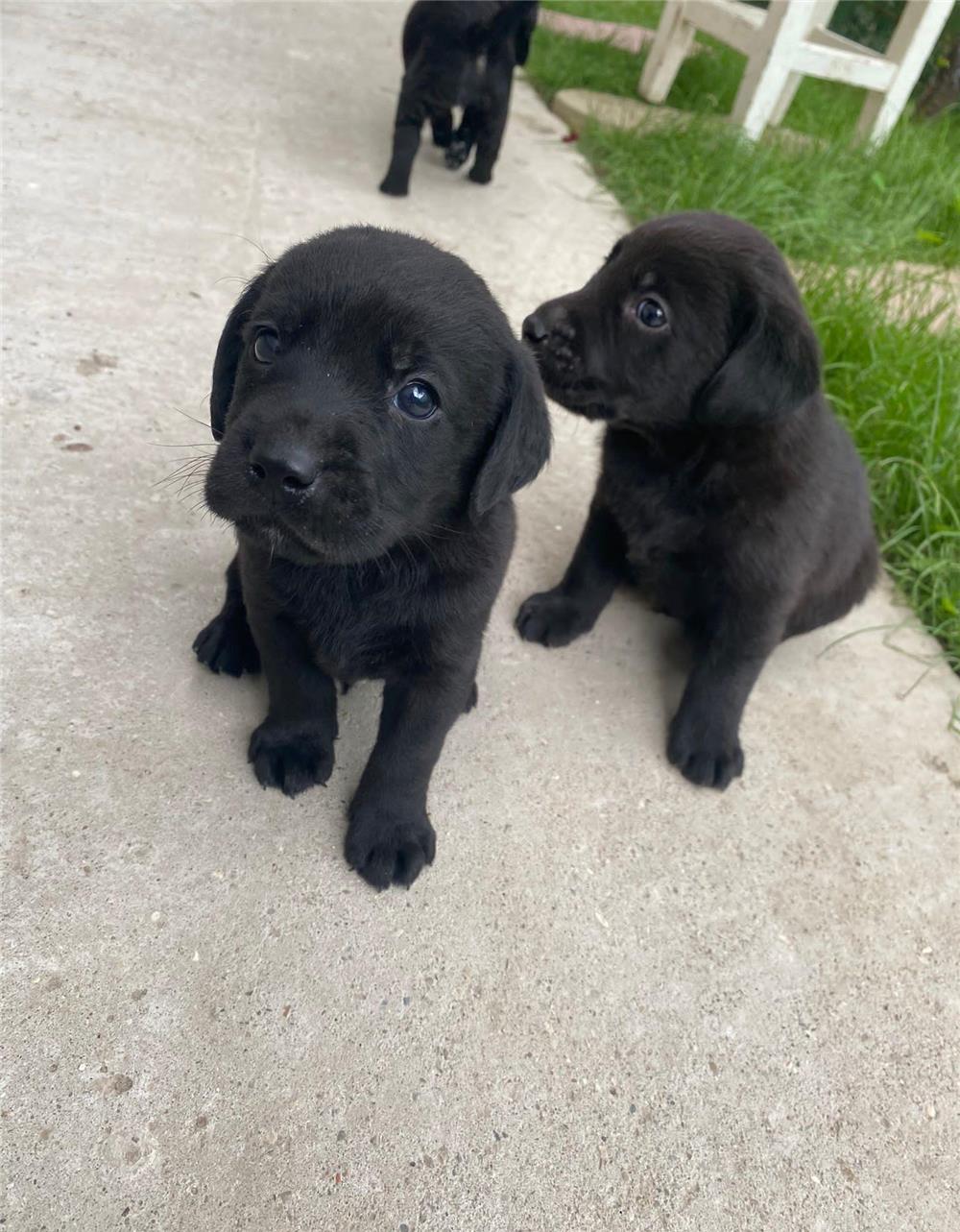 Câini Labrador fetite si baieti