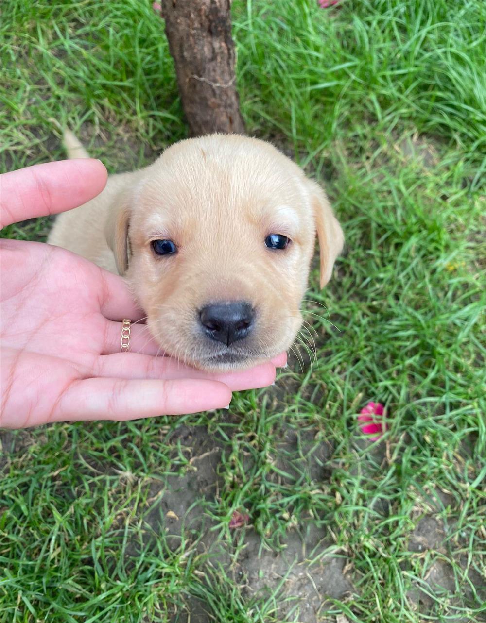Câini Labrador fetite si baieti