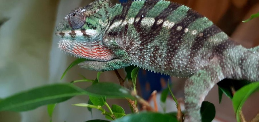 Cameleon phanter Furcifer Pardalis Ambilobe