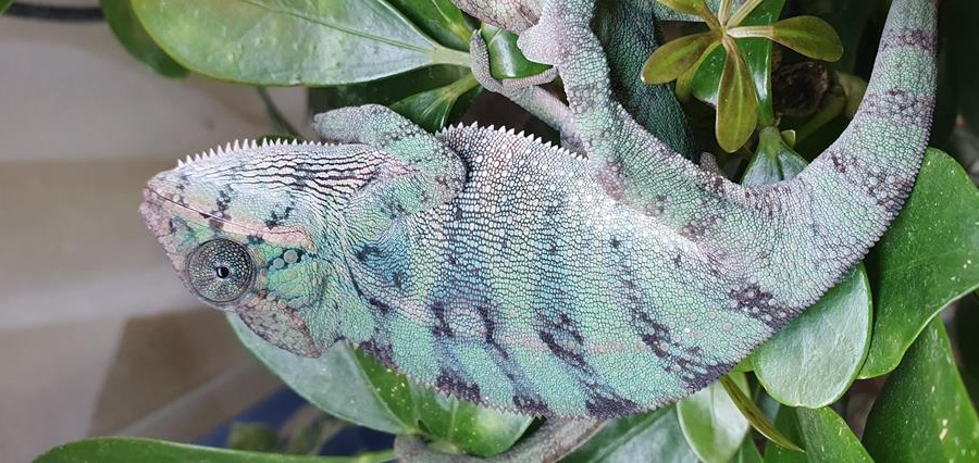 Cameleon phanter Furcifer Pardalis Ambilobe