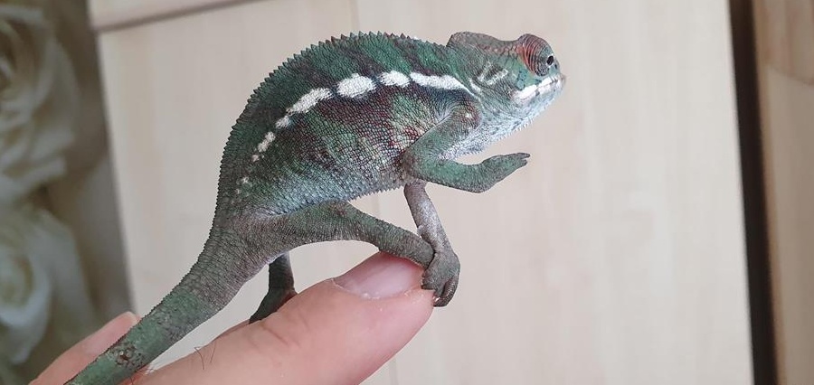 Cameleon phanter Furcifer Pardalis Ambilobe