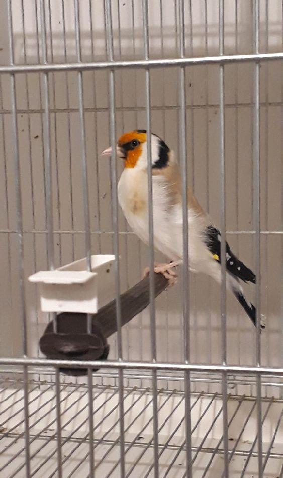 Canari, sticleti, scatii