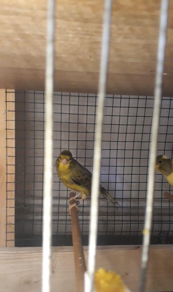 Canari, sticleti, scatii