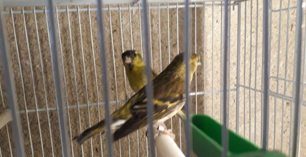 Canari, sticleti, scatii