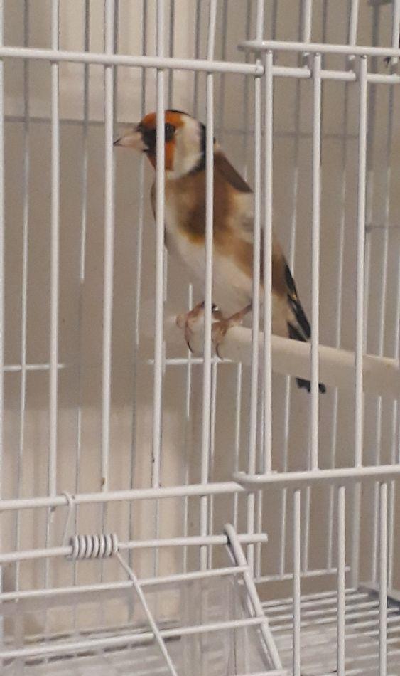 Canari, sticleti, scatii