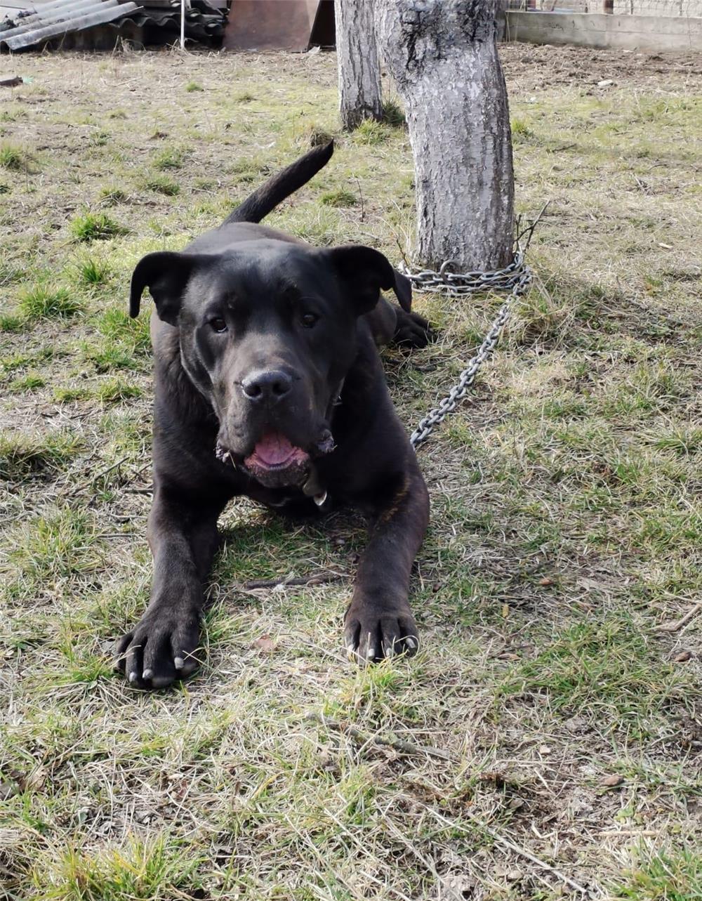 Cane Corso 1 an si 4 luni