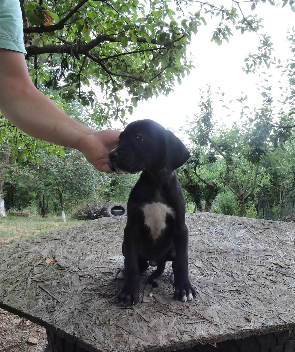 Cane corso de vanzare
