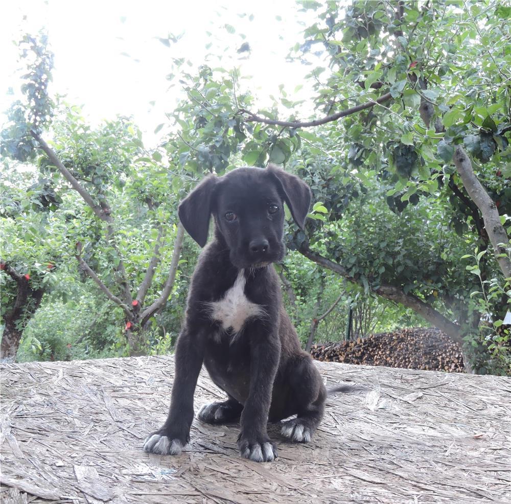 Cane corso de vanzare