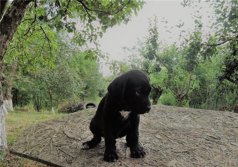 Cane corso de vanzare