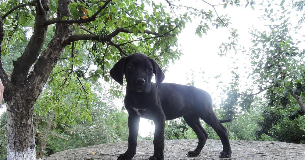 Cane Corso de vanzare