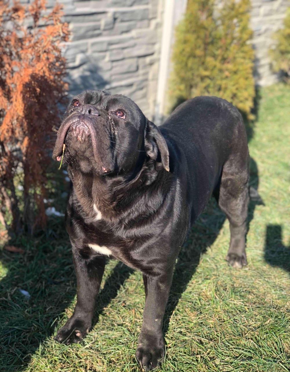 cane corso femela
