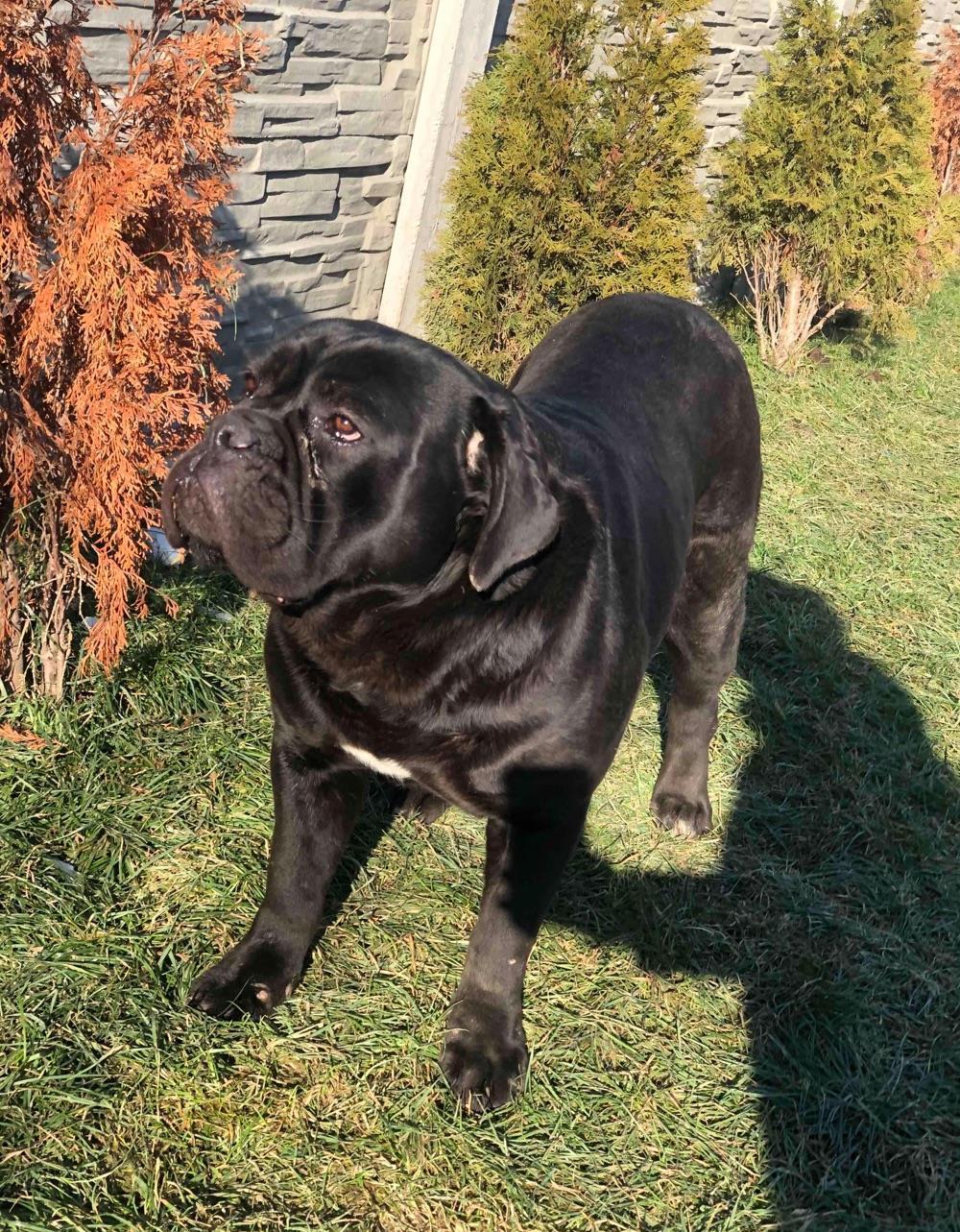 cane corso femela