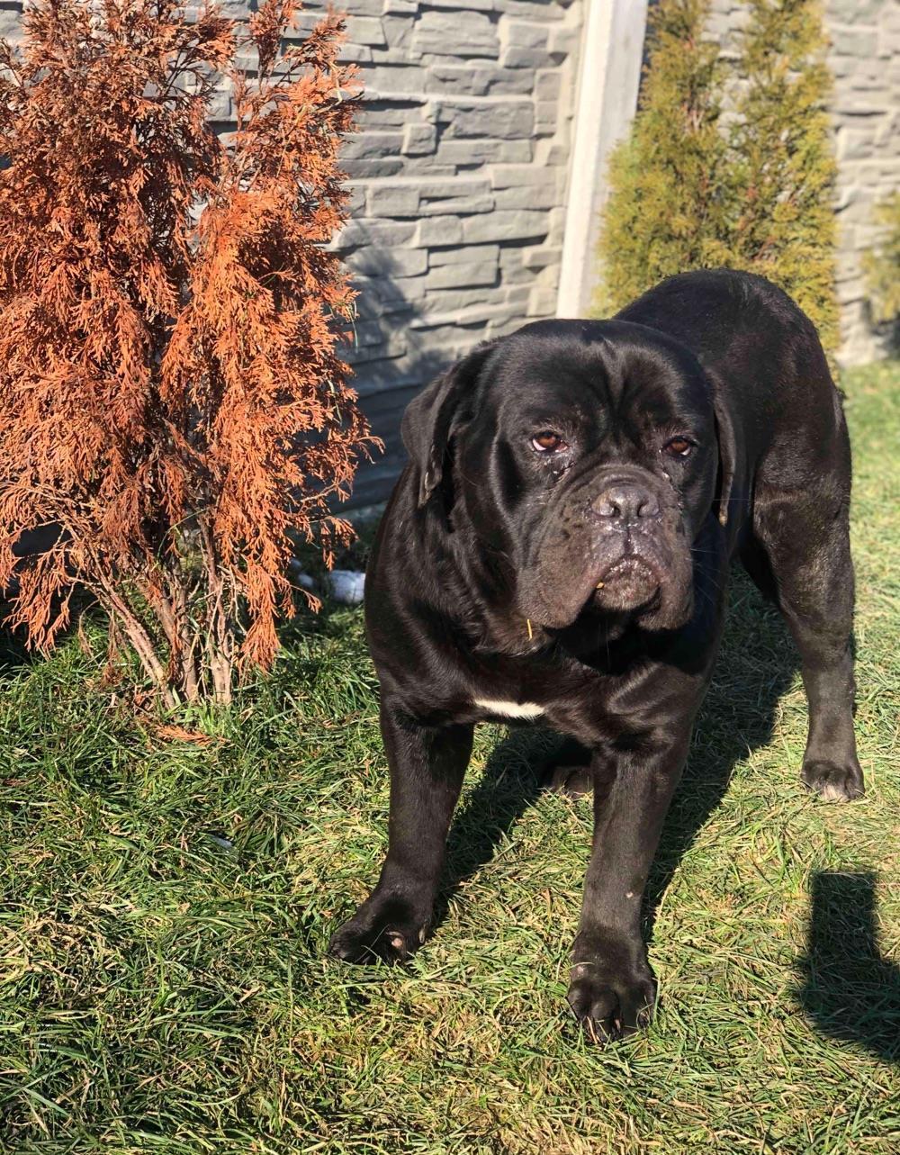 cane corso femela