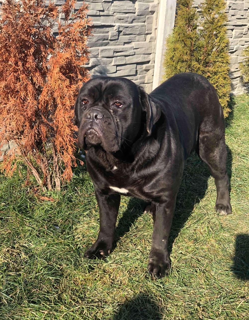 cane corso femela