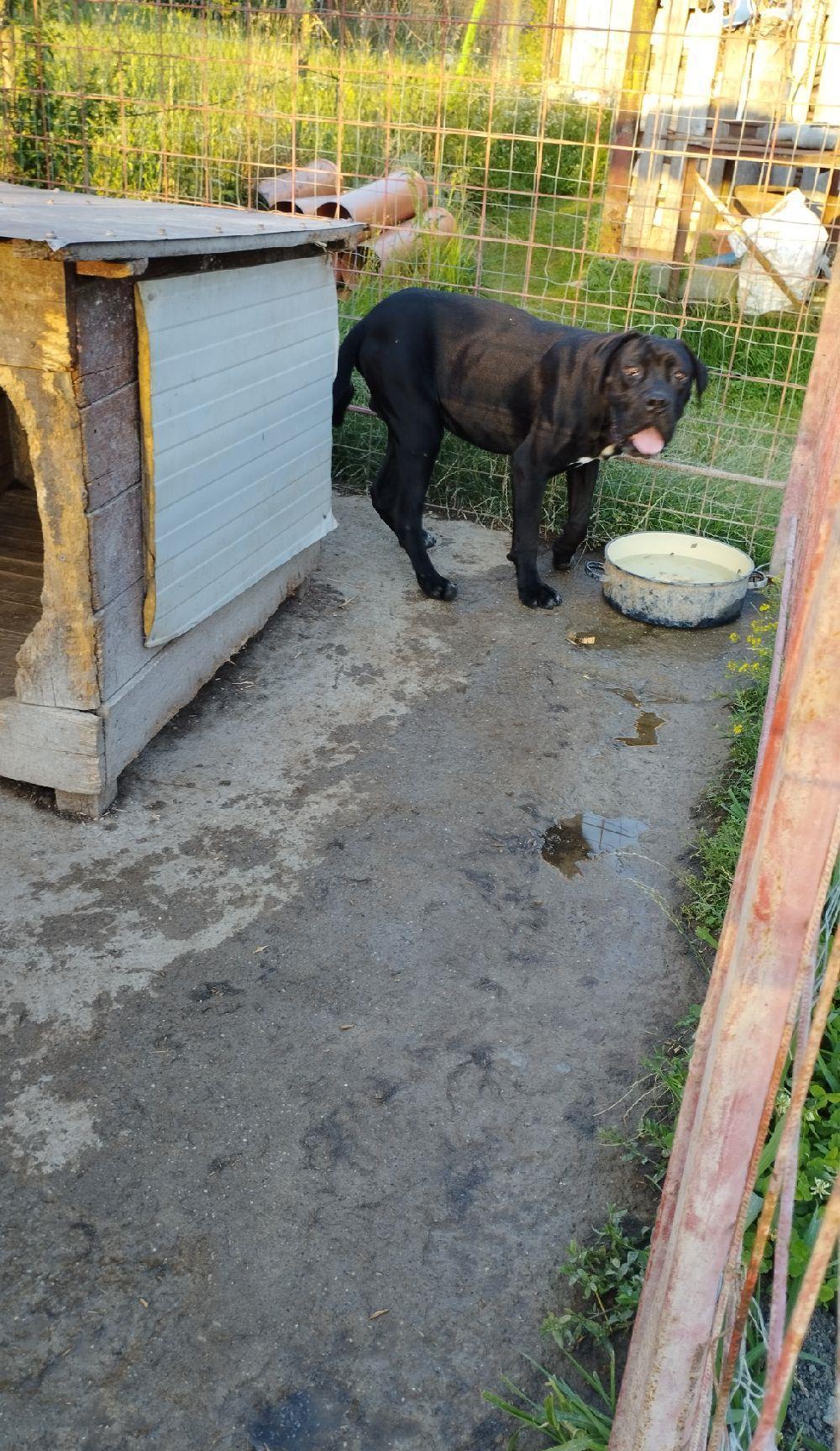 Cane corso mascul 10 luni pază