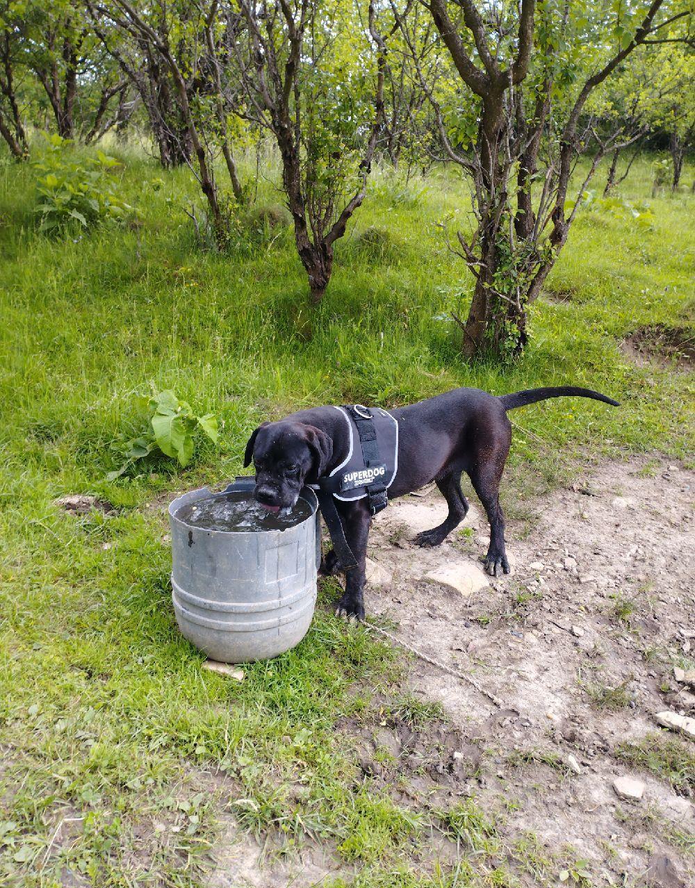 Cane corso mascul 10 luni pază