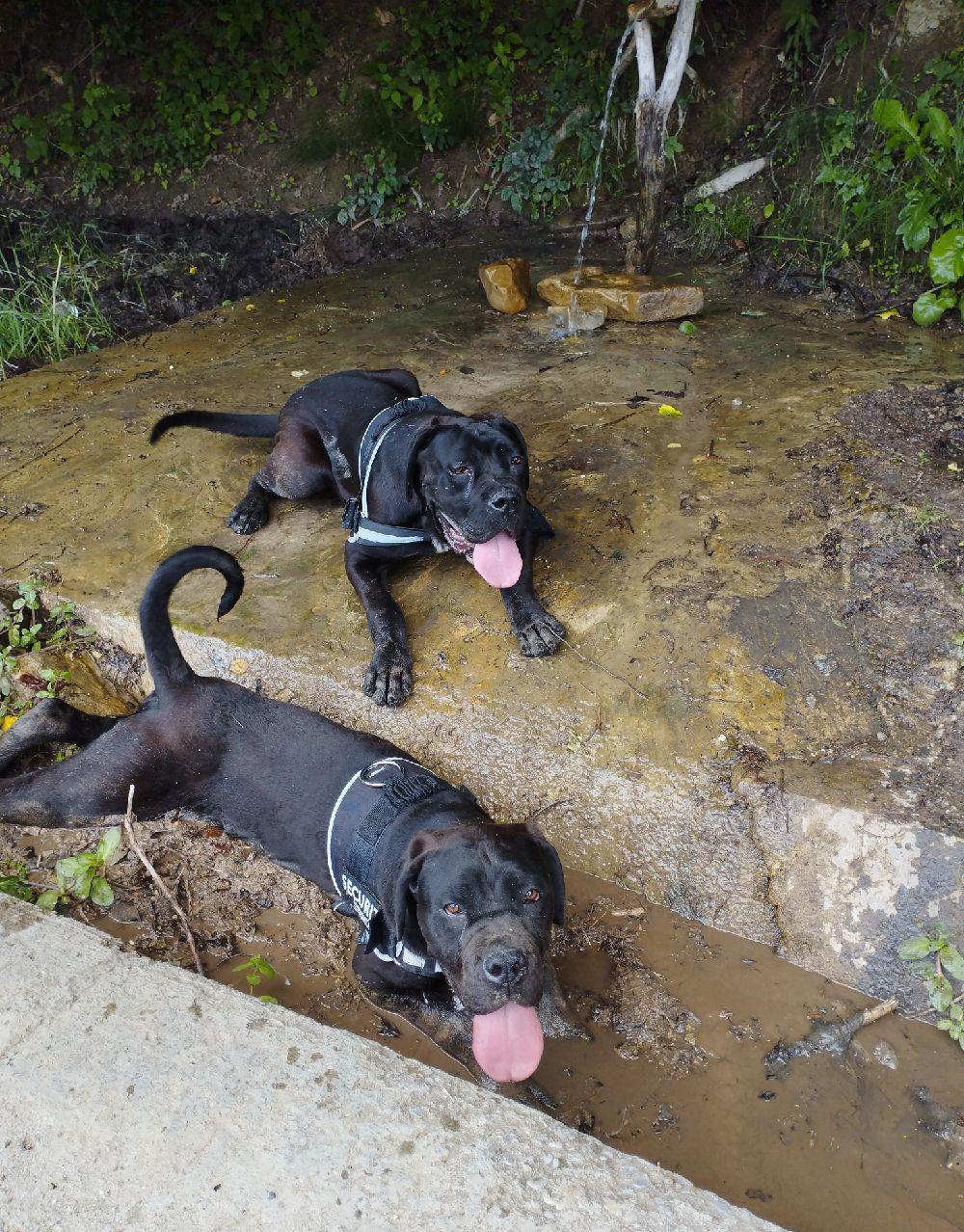 Cane corso masculi 9 luni