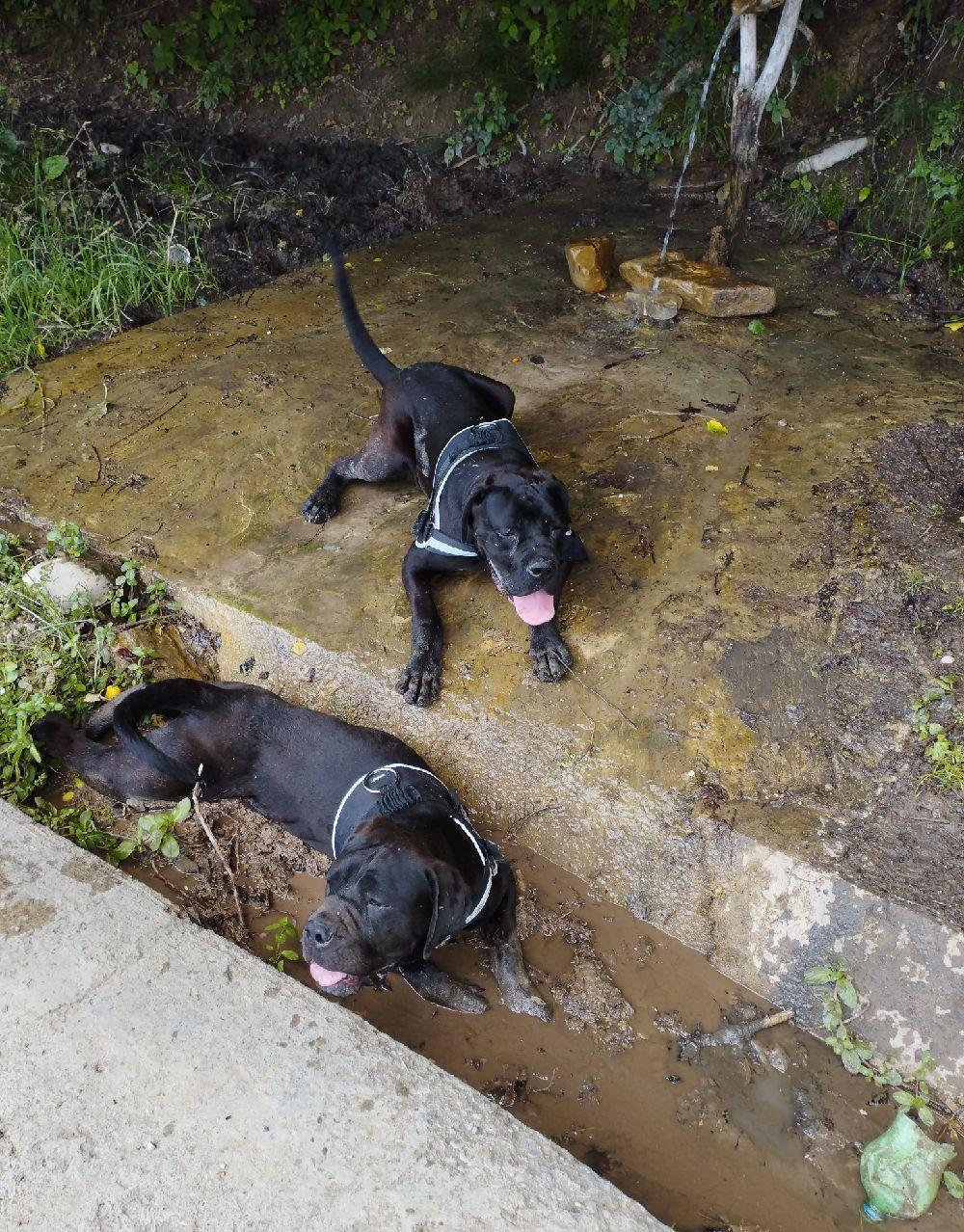Cane corso masculi 9 luni