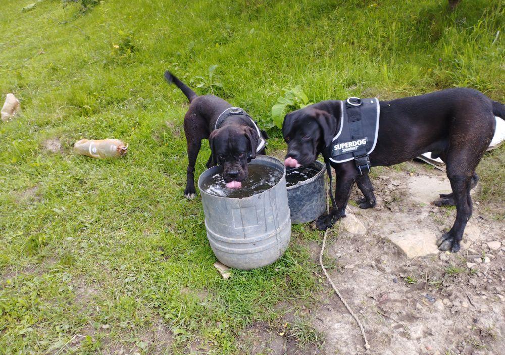 Cane corso masculi 9 luni pază