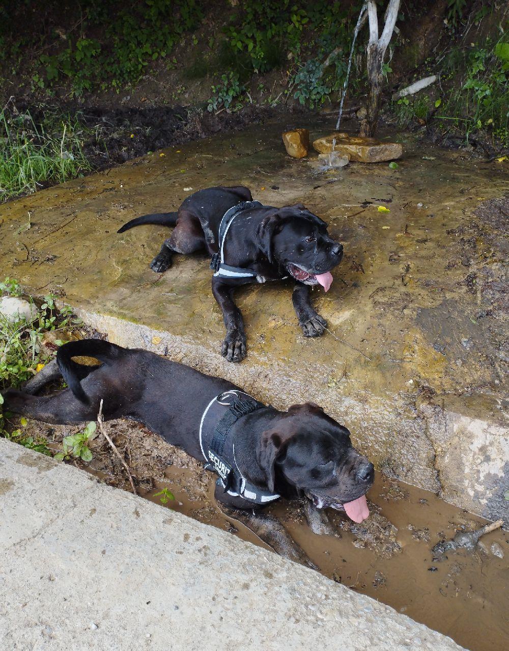 Cane corso masculi 9 luni pază