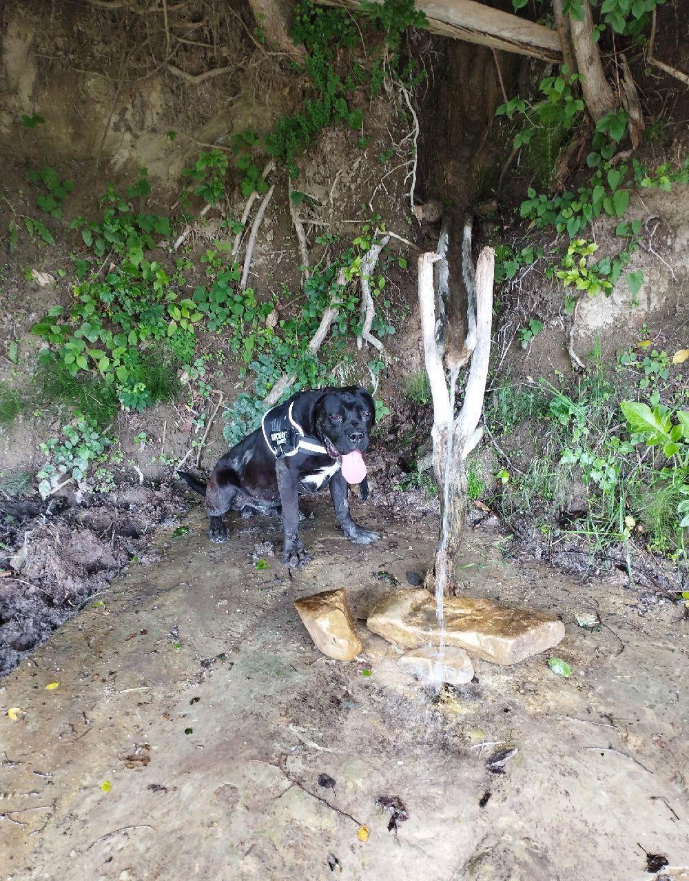 Cane corso masculi 9 luni pază