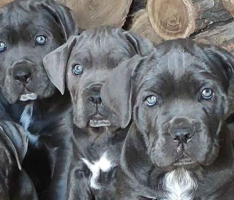 Cane Corso, Pedigree , microcip, Carte dresaj