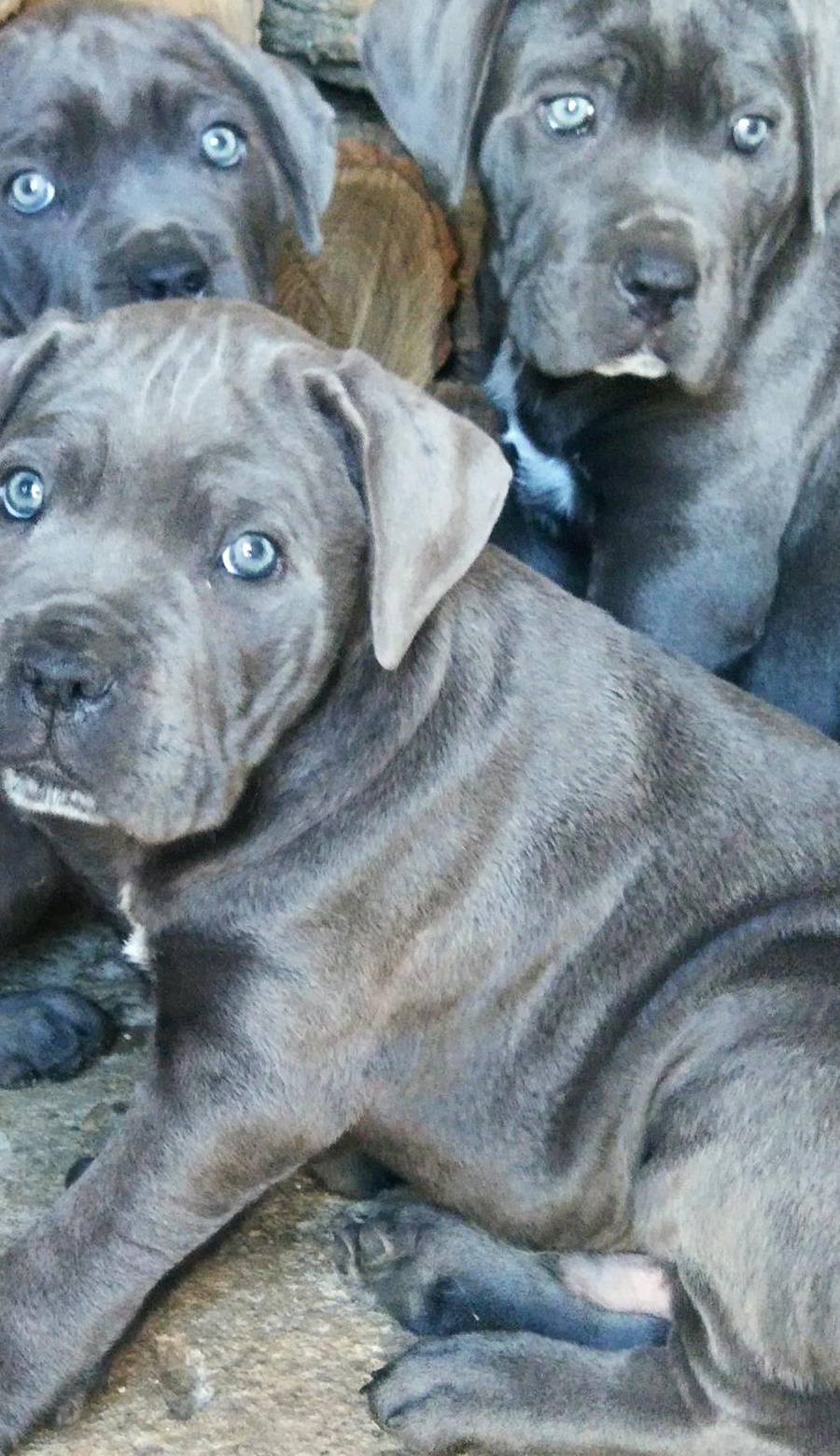 Cane Corso, Pedigree , microcip, Carte dresaj