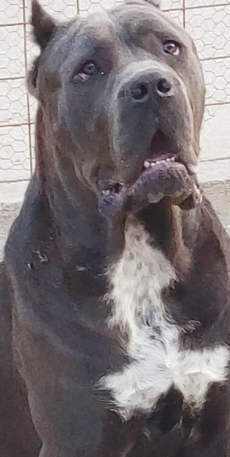 Cane Corso, Pedigree , microcip, Carte dresaj