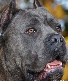 Cane Corso, Pedigree , microcip, Carte dresaj