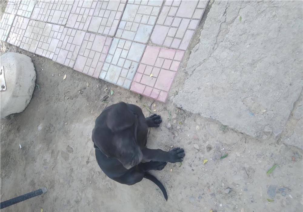 Cane Corso pui 3 luni
