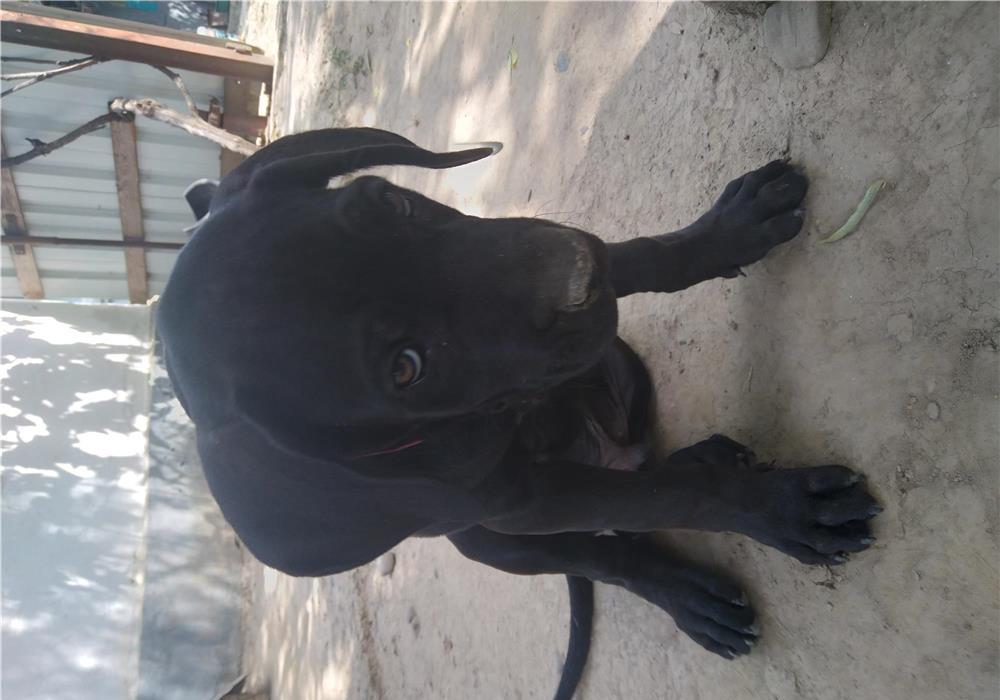 Cane Corso pui 3 luni