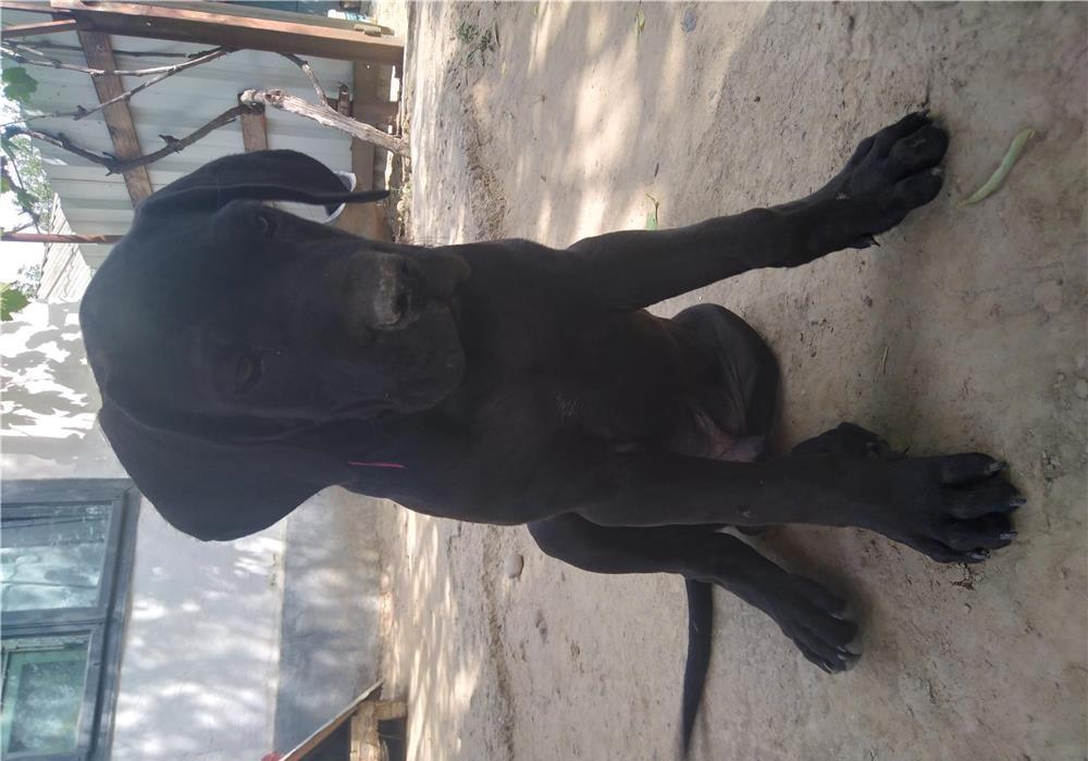 Cane Corso pui 3 luni