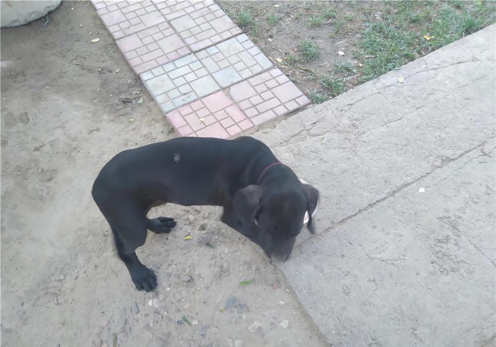 Cane Corso pui 3 luni