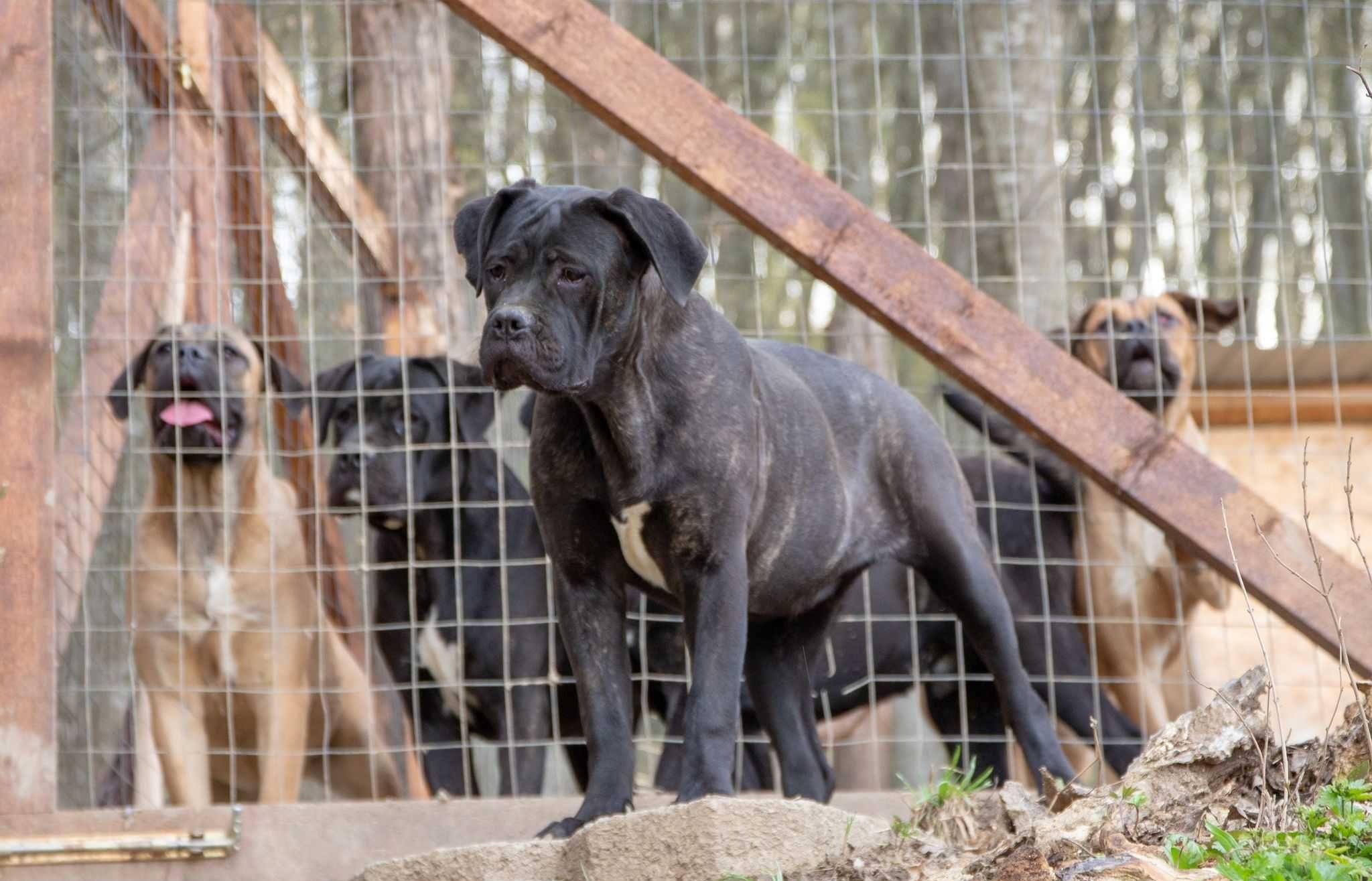 Cane Corso / puii cu FCI pedigree