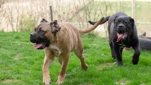 Cane Corso / puii cu FCI pedigree