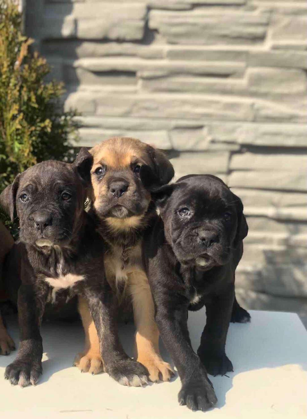 Cane Corso puiuți