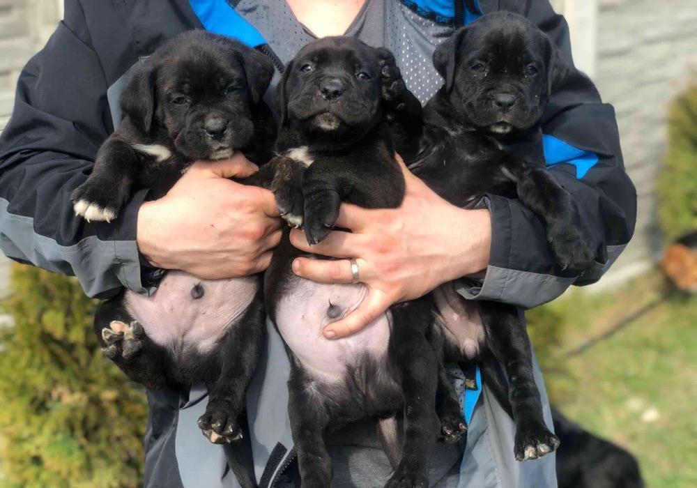 Cane Corso puiuți