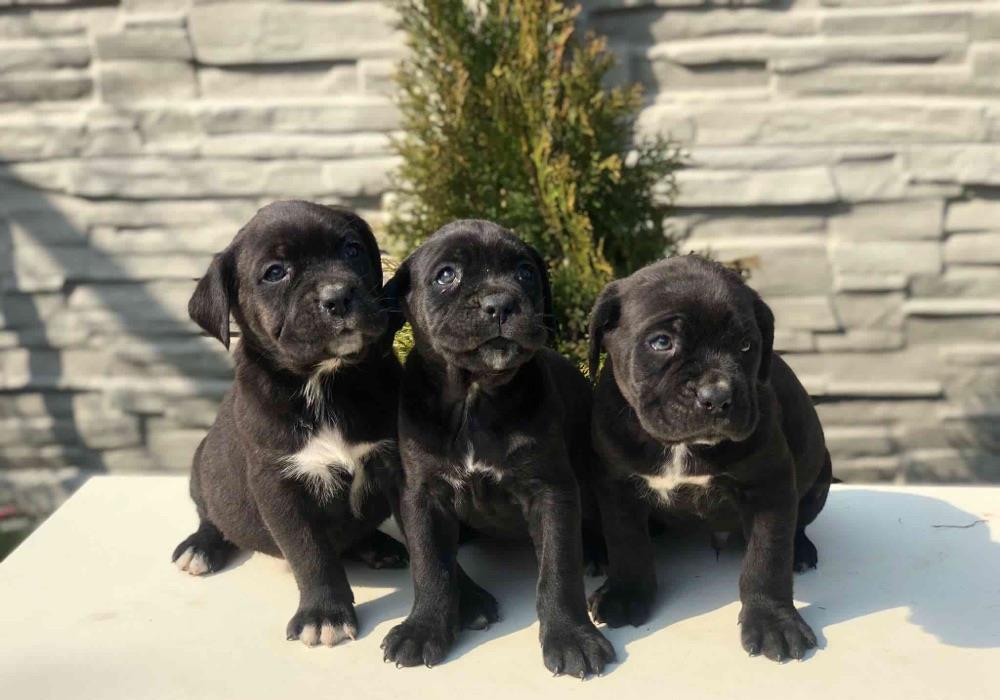 Cane Corso puiuți