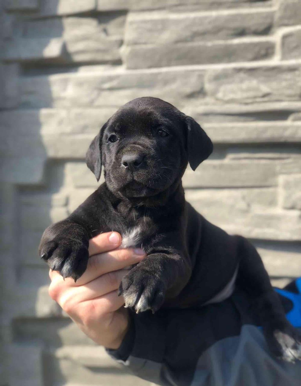 Cane Corso puiuți