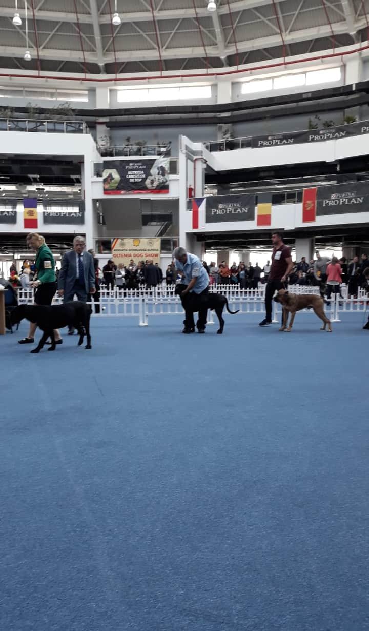 Cane corso rasa pura disponibil pentru montă