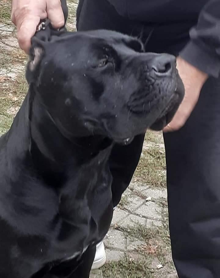 Cane corso rasa pura disponibil pentru montă