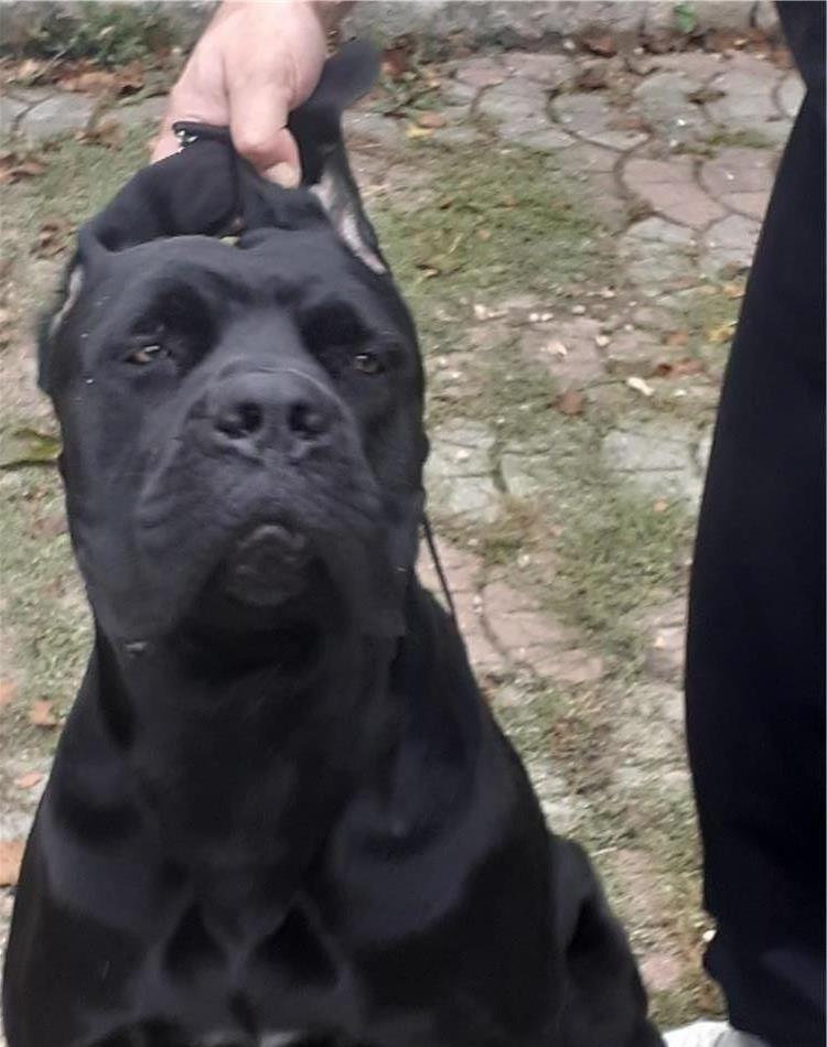 Cane corso rasa pura disponibil pentru montă
