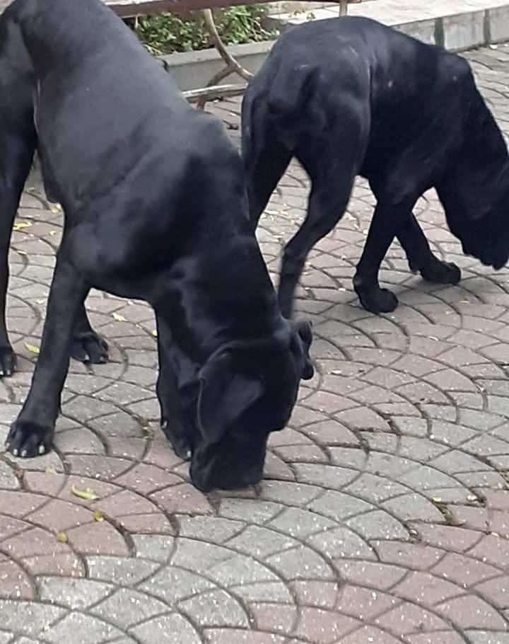 Cane corso rasa pura disponibil pentru montă