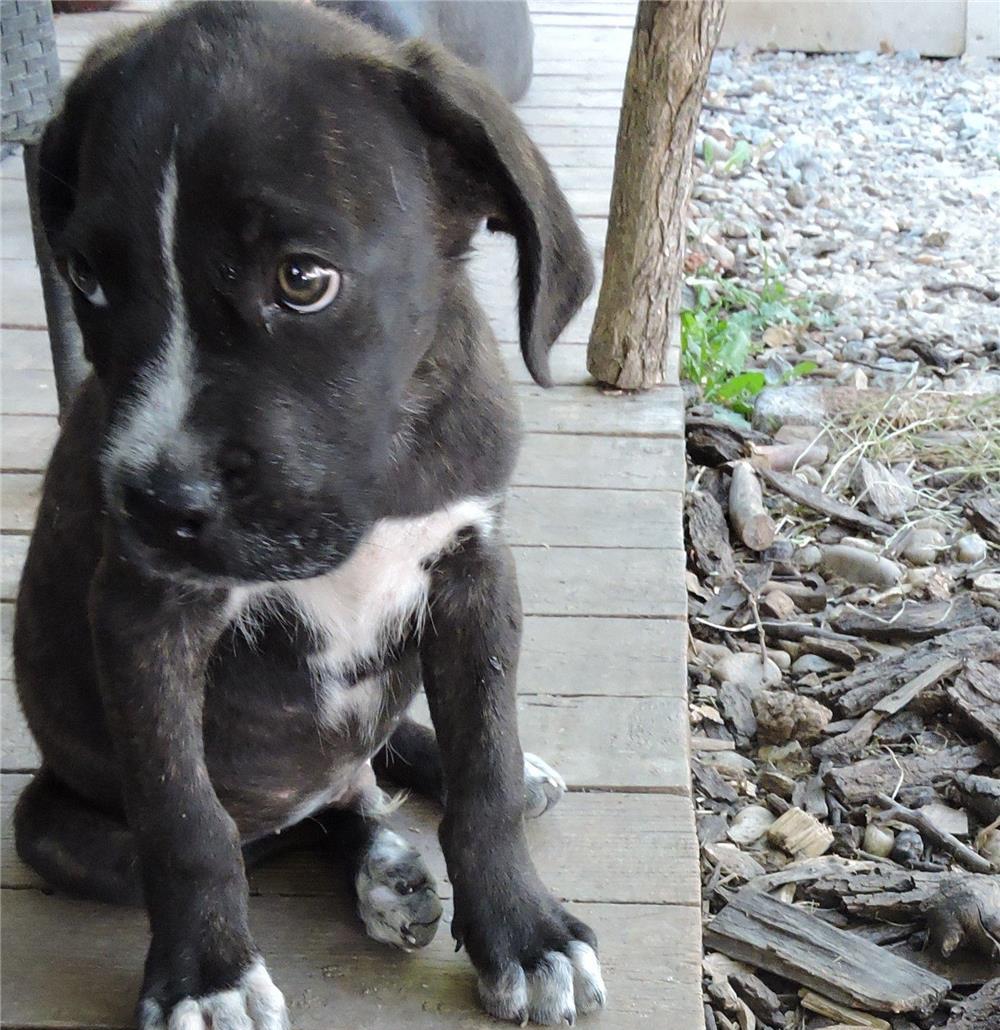 Cane Corso (vand sau schimb)