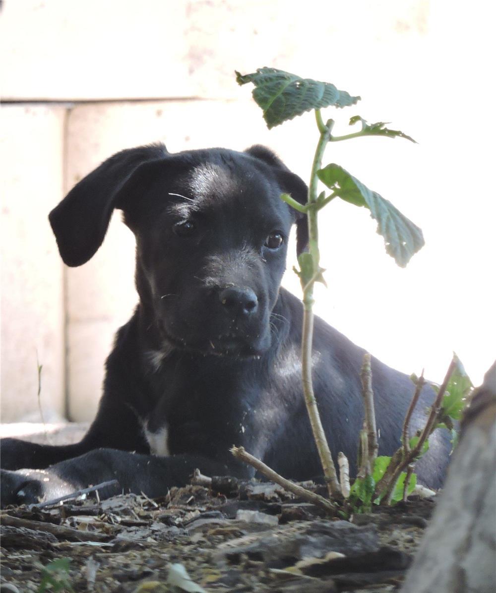 Cane Corso (vand sau schimb)