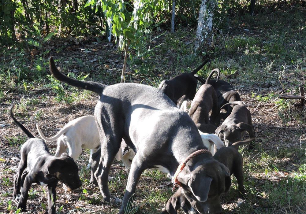 Cane Corso (vand sau schimb)