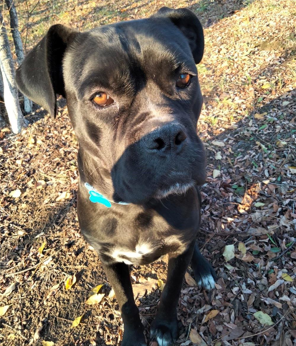 Cane Corso (vand sau schimb)
