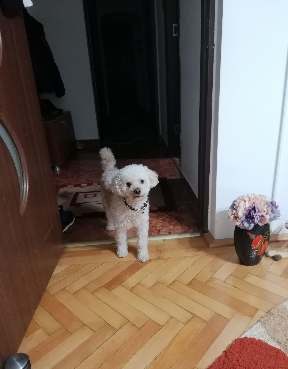 Caniche (Pudel), in cautare de partenera (chiar si de alta rasa) !!!